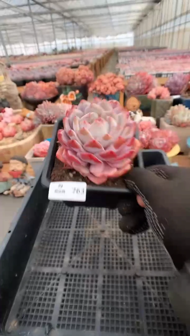 【闪购商品】763玫瑰梦露一物一拍