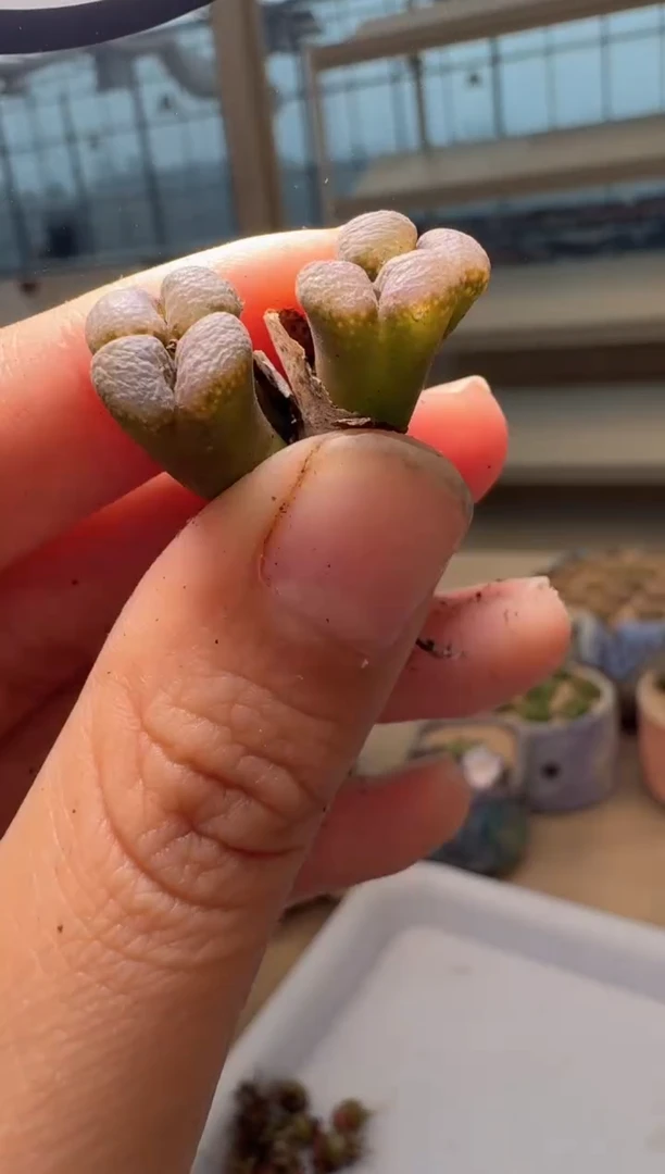 28-213多肉植物肉锥