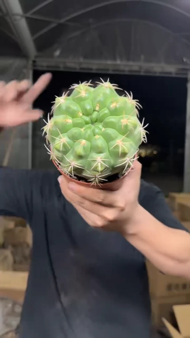 10-13cm 实生根 美花海王