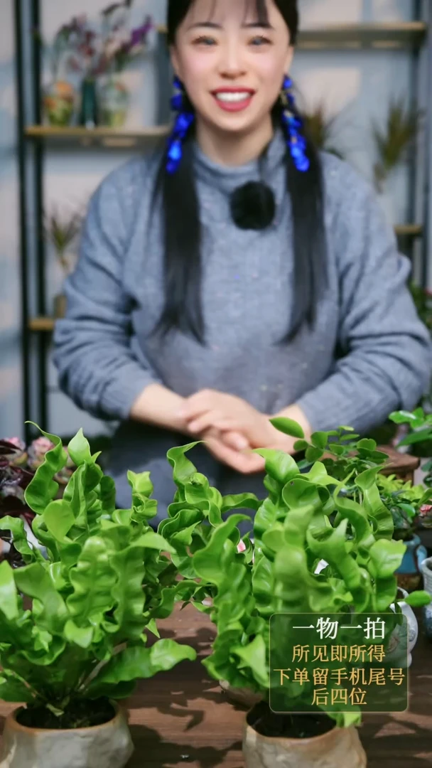 【闪购商品】21---火焰鸟巢蕨石头组4