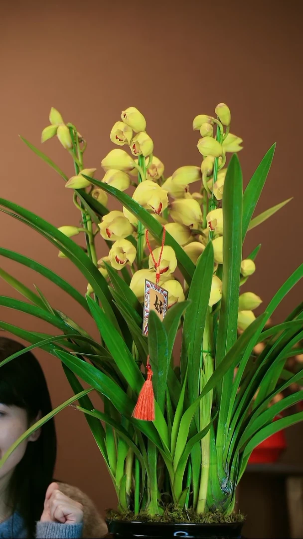 【闪购商品】盆景黄金岁月 黑