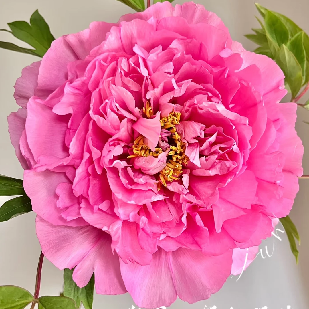 现货，【银红巧对】牡丹鲜花，菏泽基地直发
