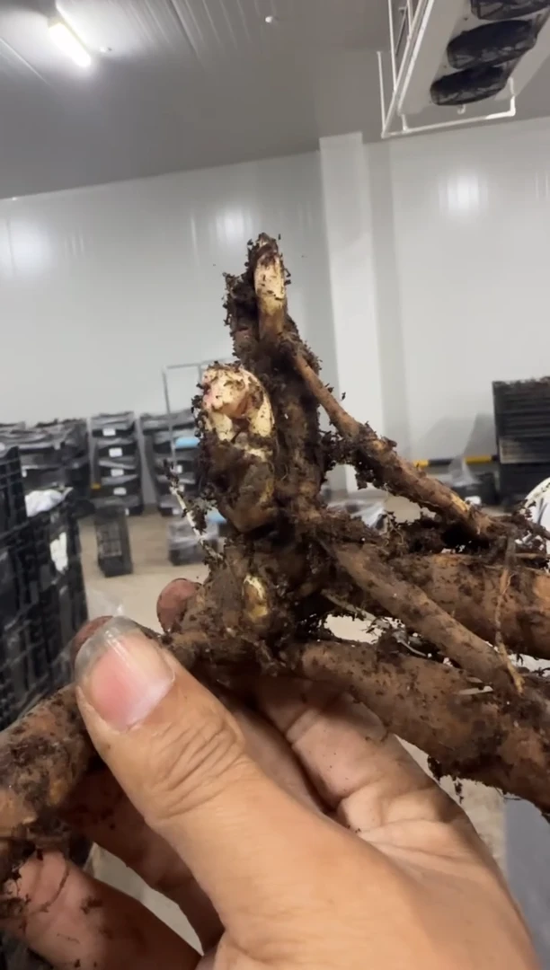 西**月29.9  西子问月    亨利