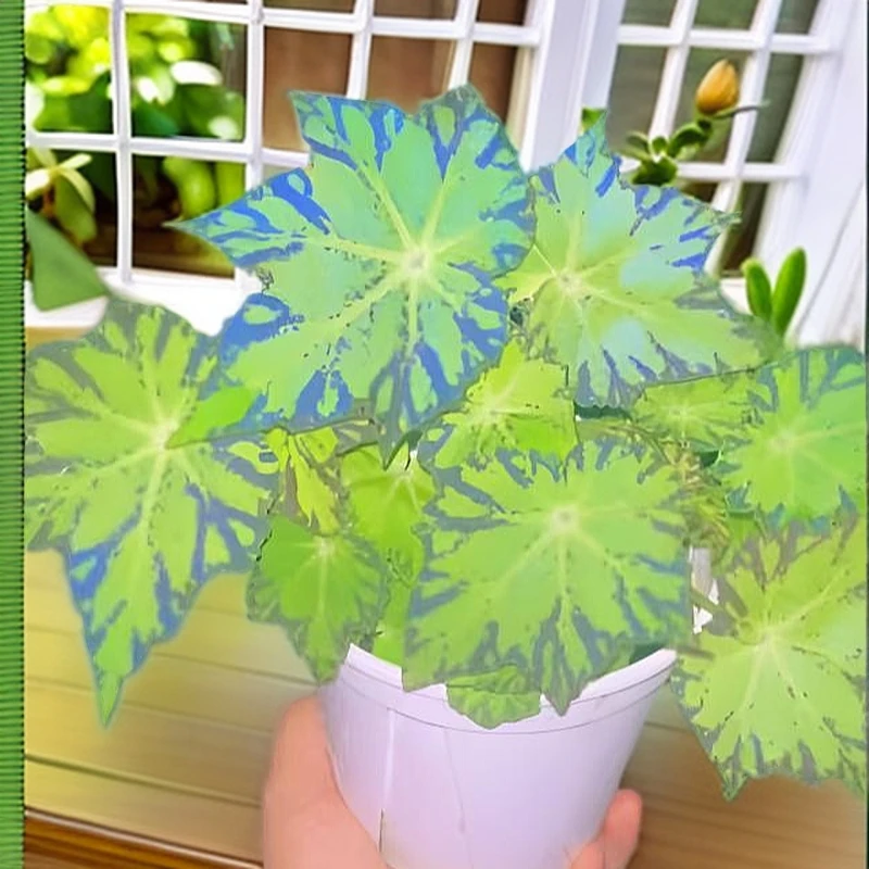 绿怪物红拖鞋西班牙舞裙秋海棠室内高端热植盆栽直播间下单