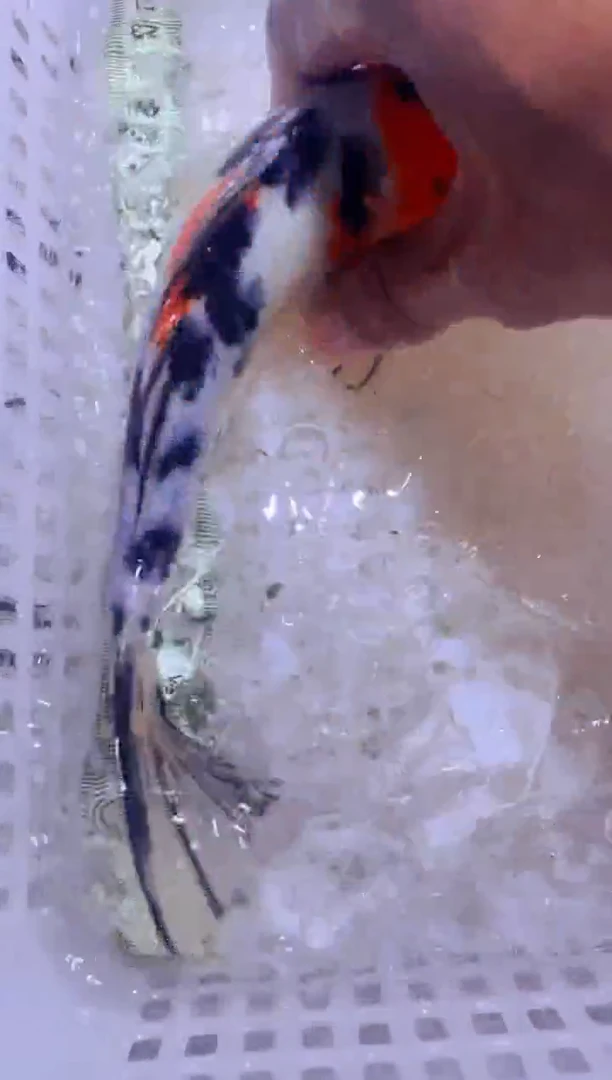 锦鲤锦鲤一物一拍包邮39