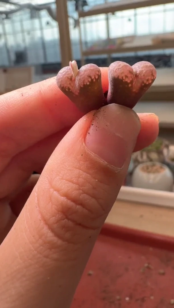 13-486多肉植物肉锥