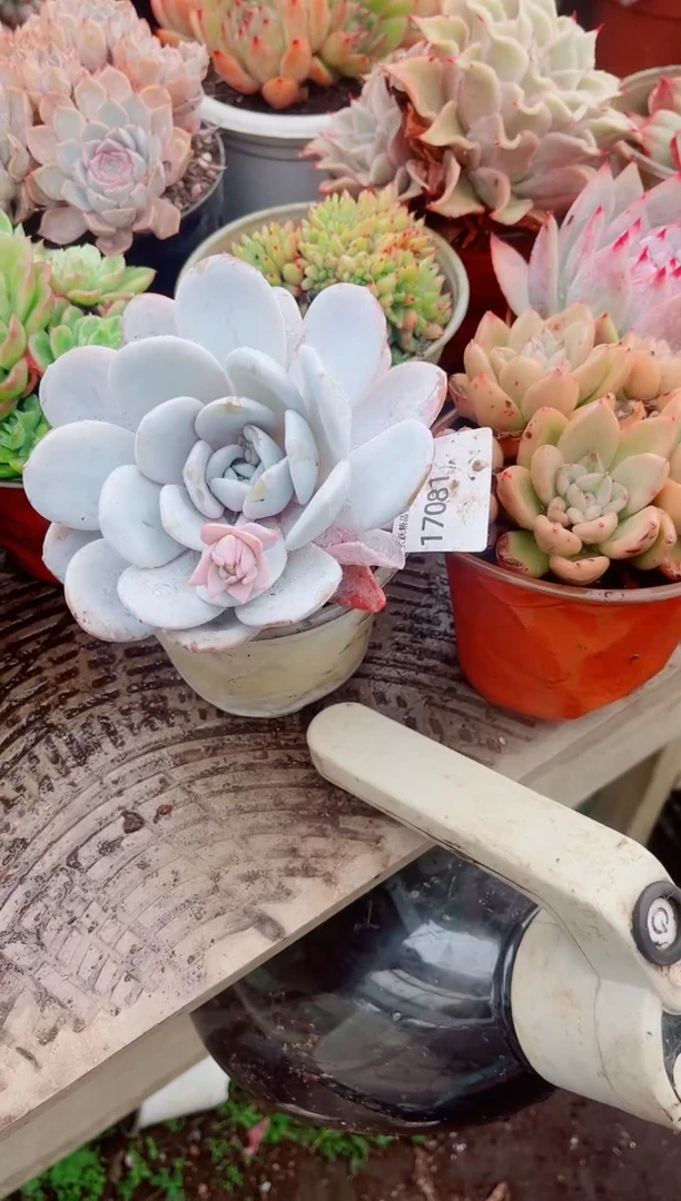 沁**田跃跃精品多肉17081