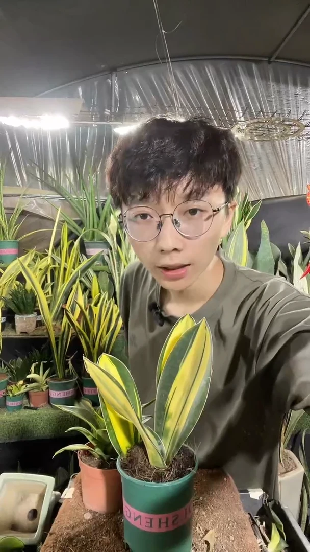 豆***人一物一拍黄金宝镜黄中斑168