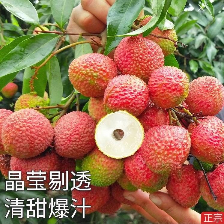 【川渝特惠】合江老树妃子笑荔枝现摘现发顺丰包邮