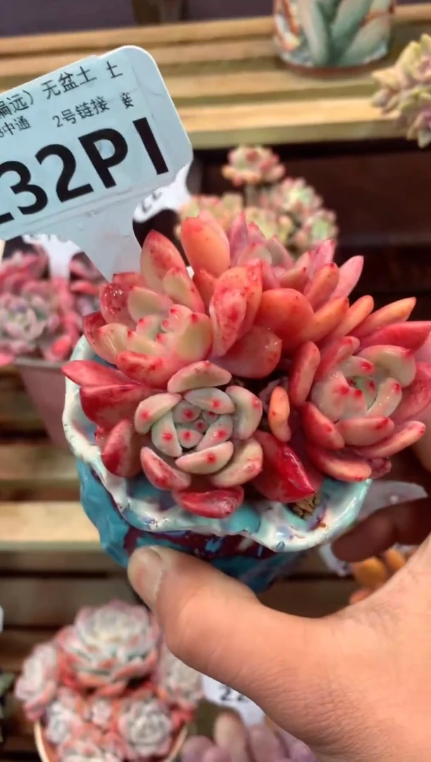 232P（一物一拍，精品多肉，所见即所得 ）