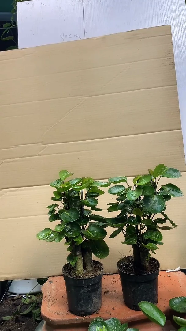 不开花植物1111111111111111111111