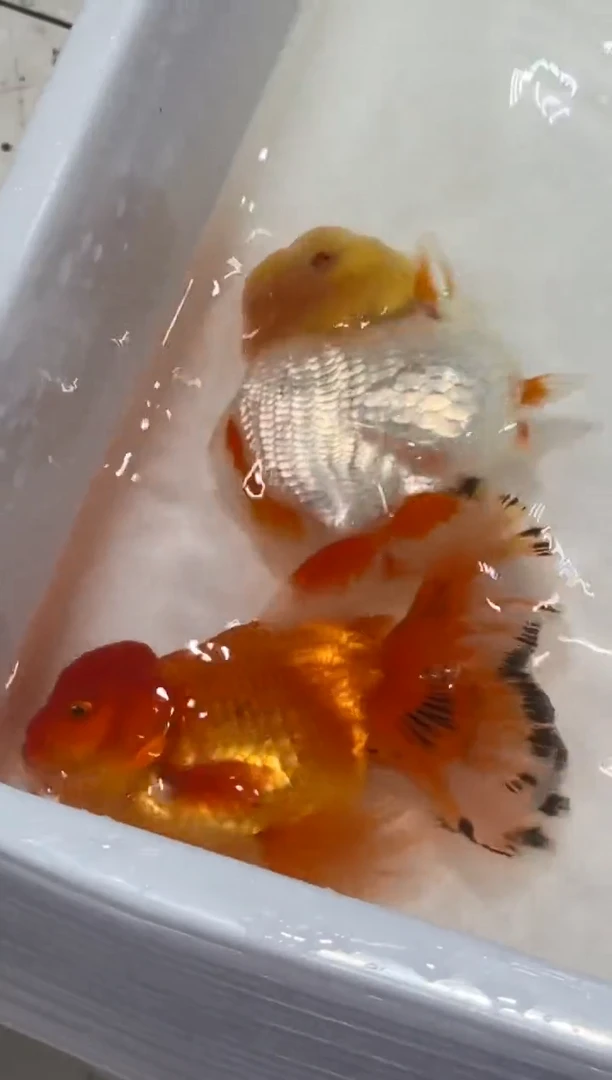 海水小米专拍159两条包邮