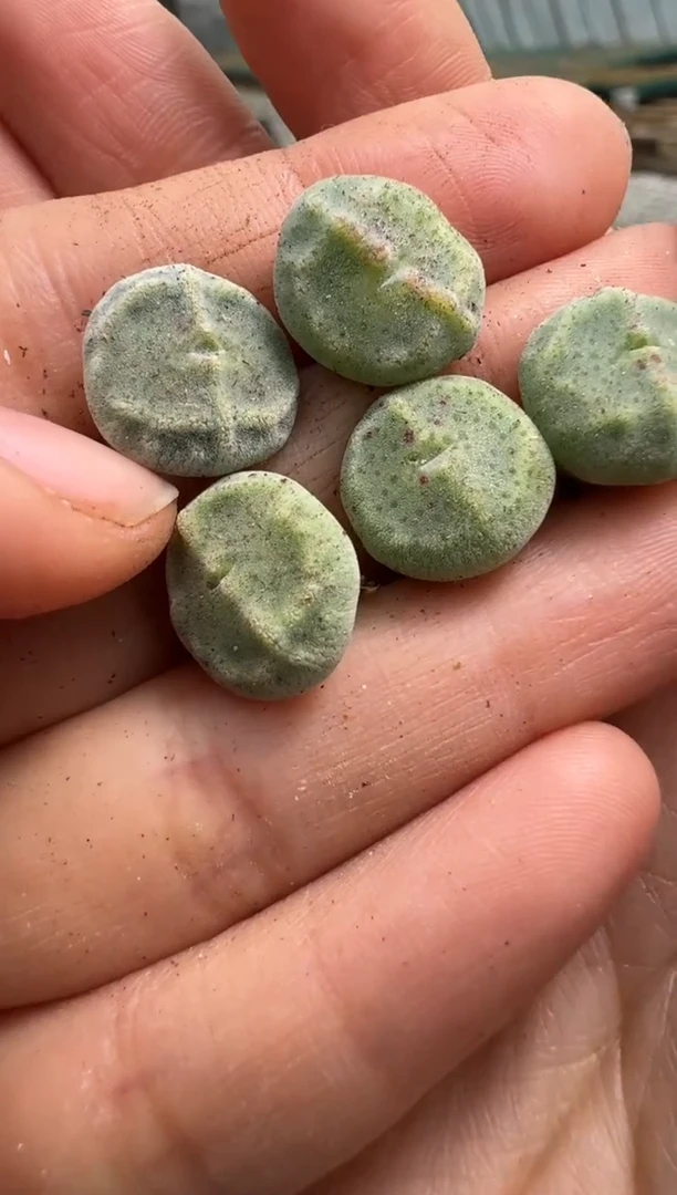 【闪购商品】1/23-13绿豆糕一颗