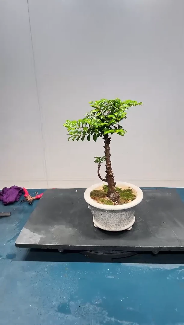 无花朵海岛翠米茶