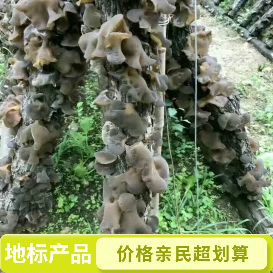 长白山黄松甸木头上的东北干货木耳东北黑木耳1
