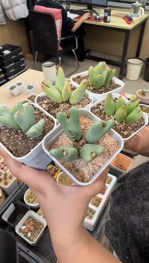 【闪购商品】1-1皮卡丘一颗