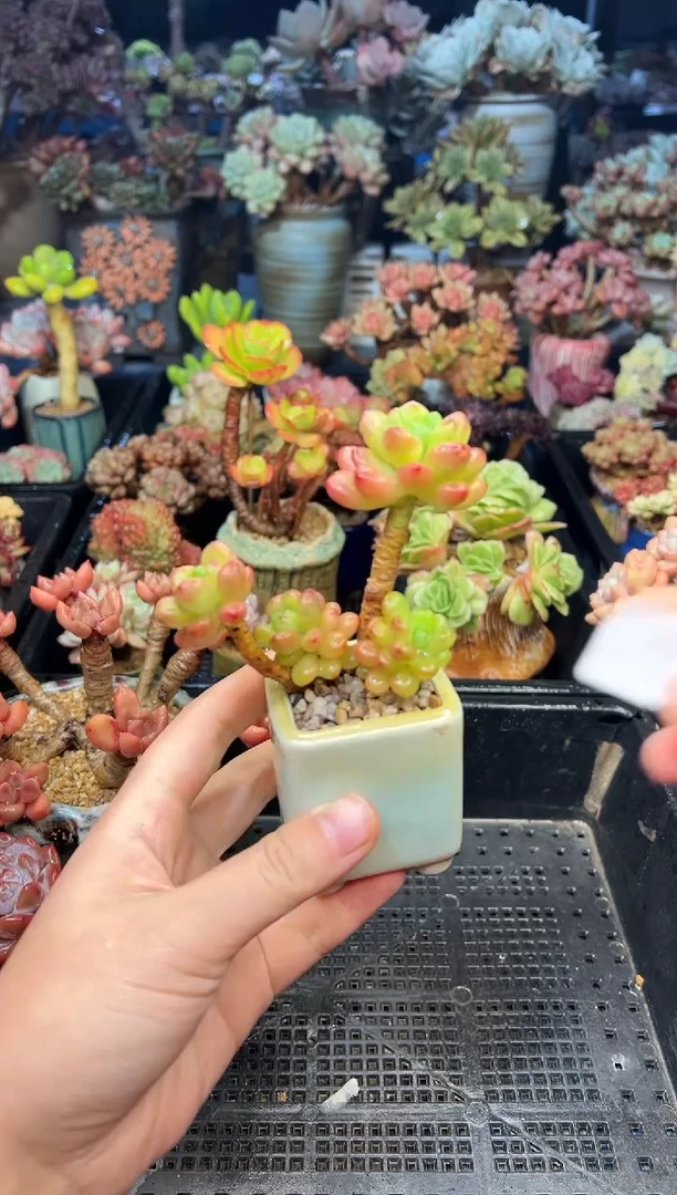 R****_702           不带盆