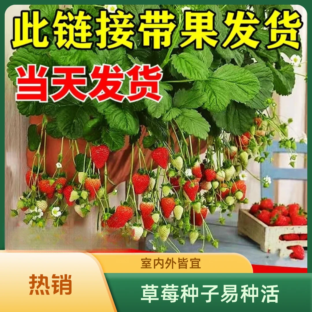【带花带果】草莓苗绿植盆栽室内家庭蔬菜种子春季阳台果树苗南方