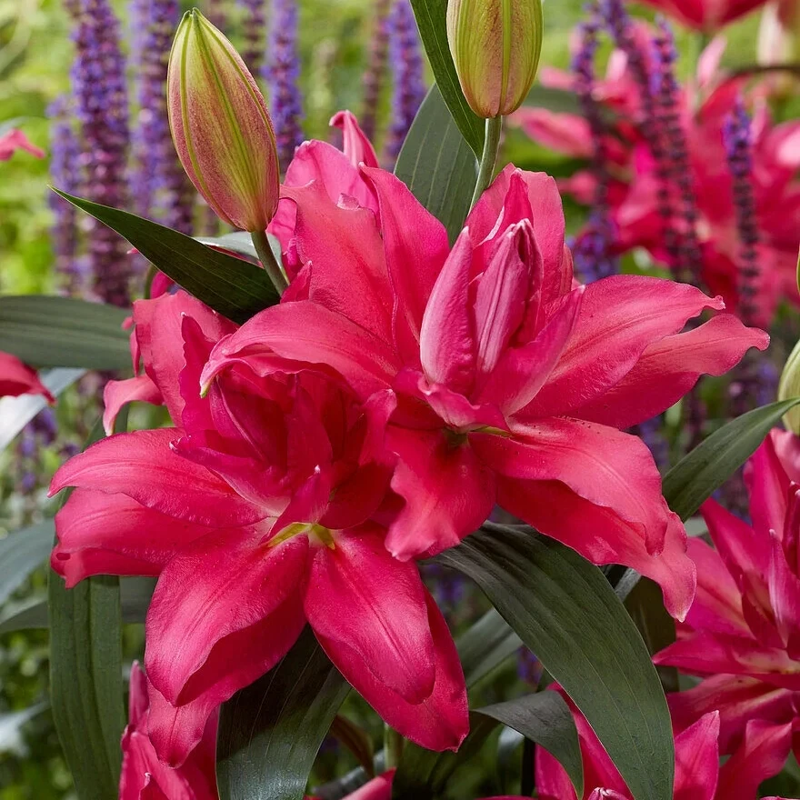 【红魔鲜切花】5枝装重瓣百合香水百合鲜花鲜切花a