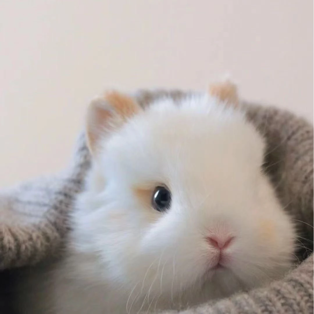 108兔兔+2斤兔粮组合套装【到家包售后7天链接】