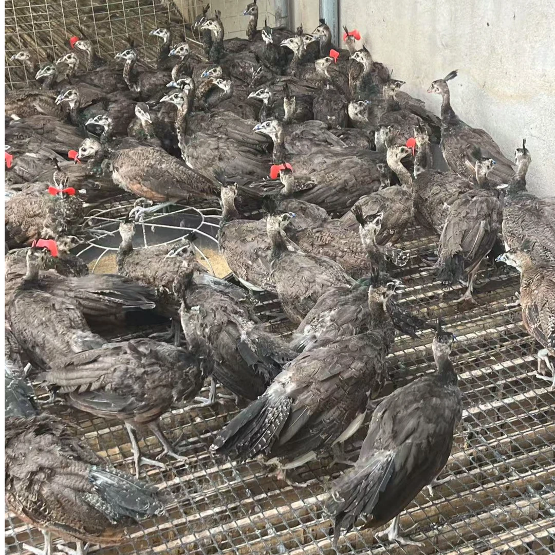 孔 雀一对小苗宠物活体宠物鸡