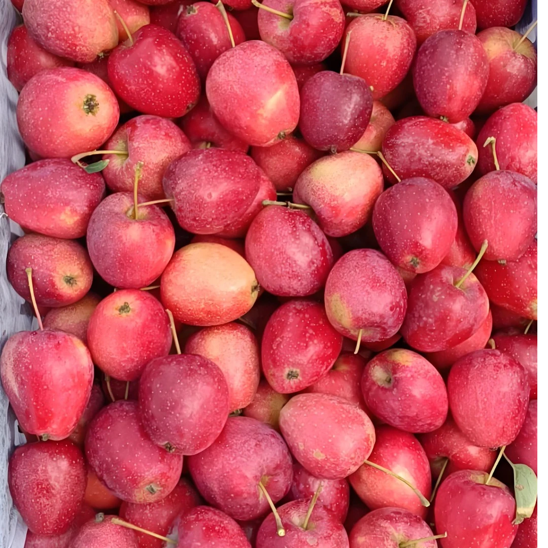 现采现发清脆爽口鸡心果当季应季新鲜水果