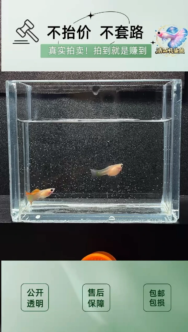 2不分公母热带海域彩虹琉璃玻璃猫一对编号88