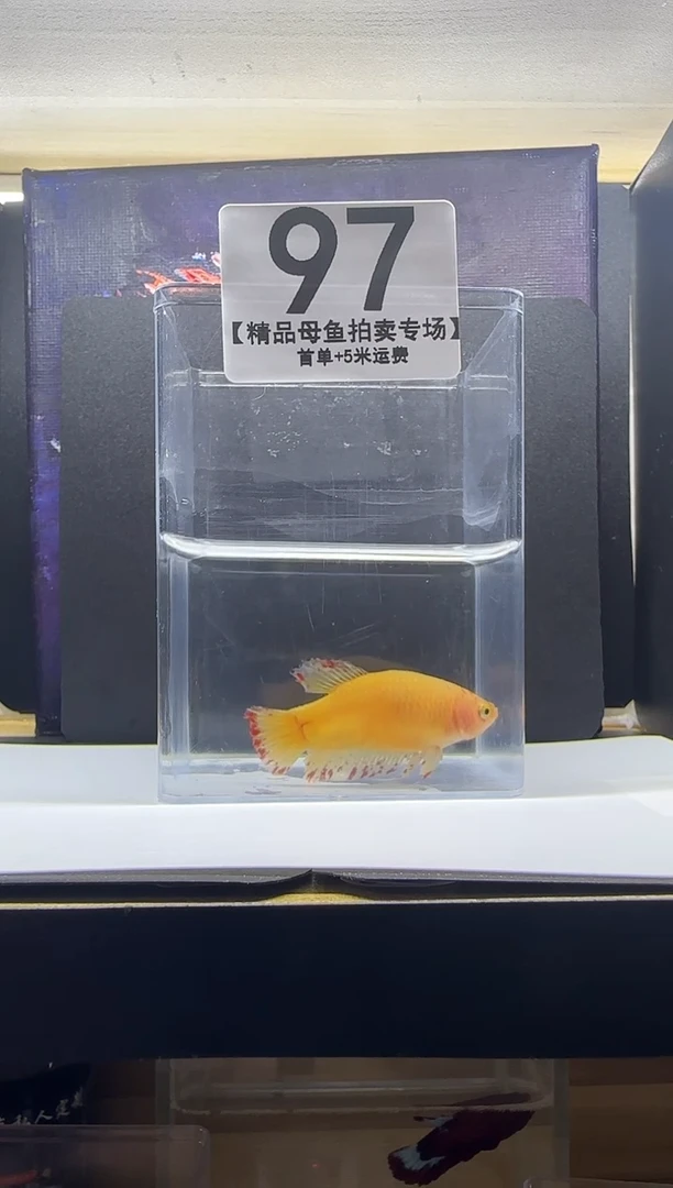 斗鱼泰国斗鱼精品母鱼编号97