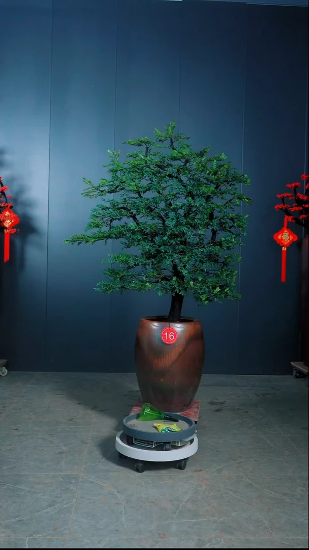 无花朵夏*16广东小叶紫檀