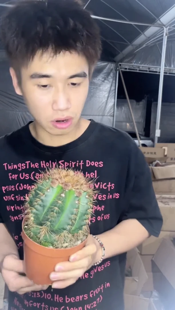 7-10cm 红花青丸【带花苞】