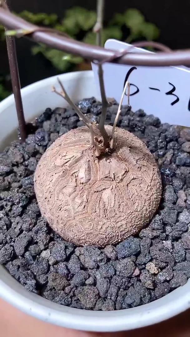 6-31号625甄选南非龟甲龙单颗