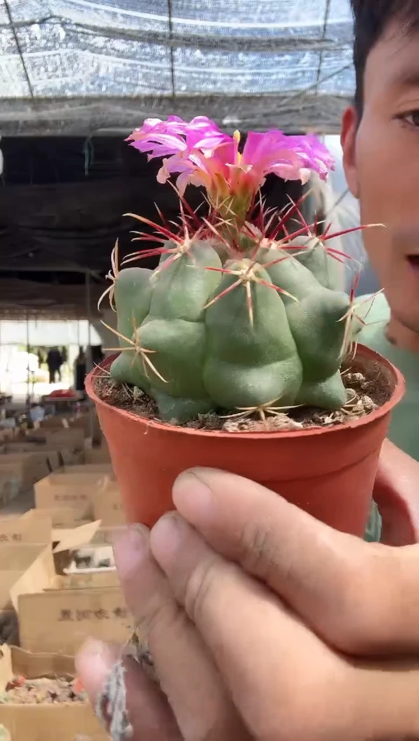 实生大红鹰13.99