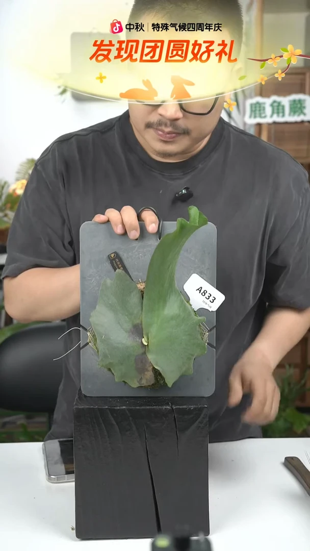 不开花植物A833-何其美鹿角蕨（店庆特价）