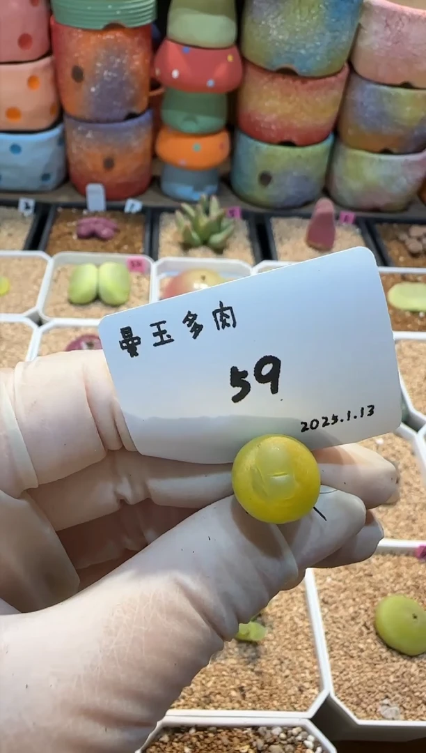 【闪购商品】25.1.13-59就是这样