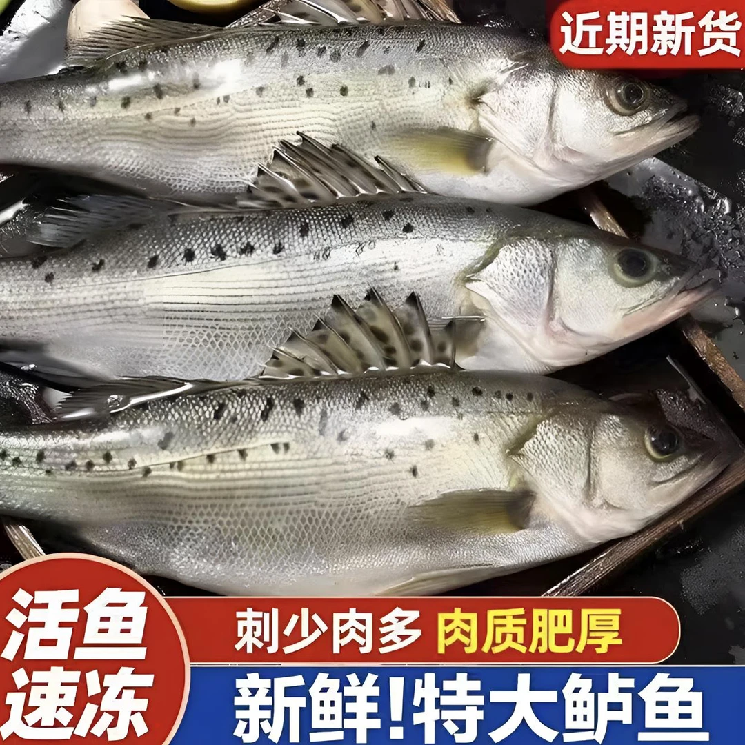 顺丰冷链【4条海鲈鱼】1斤/条深海捕捞新鲜七星海鲈鱼活鱼整条鲜冻