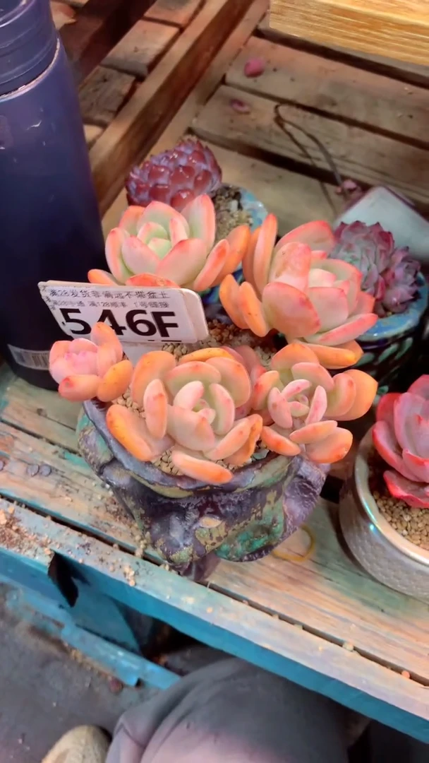 ?*沁546F（一物一拍实付满28发货，默认不带盆土）