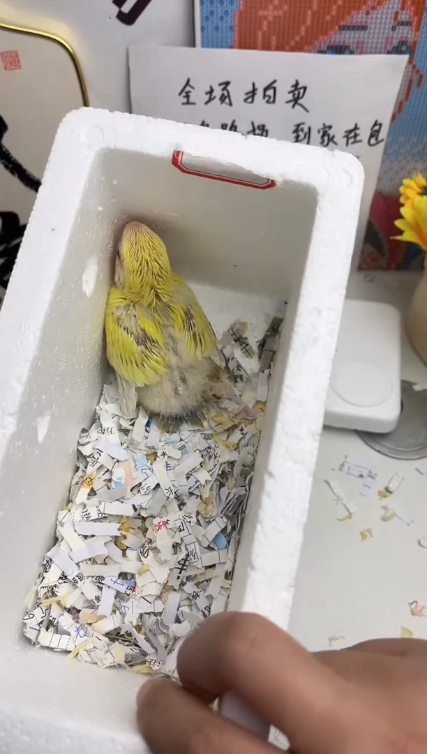 桃脸牡丹鹦鹉牡丹鹦鹉