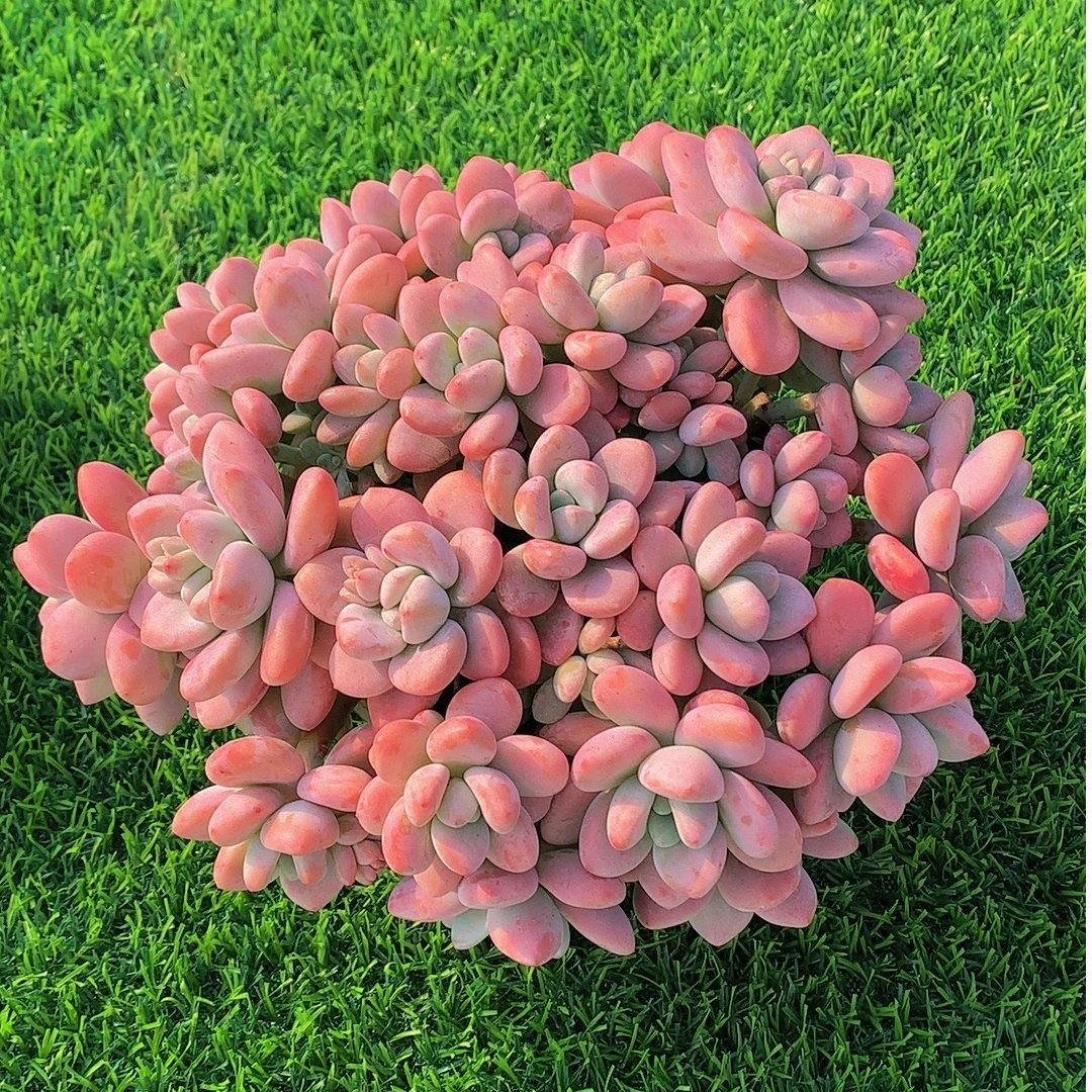 F红洛神 喜阳耐旱 阳台院子新手好养 美观多肉植物