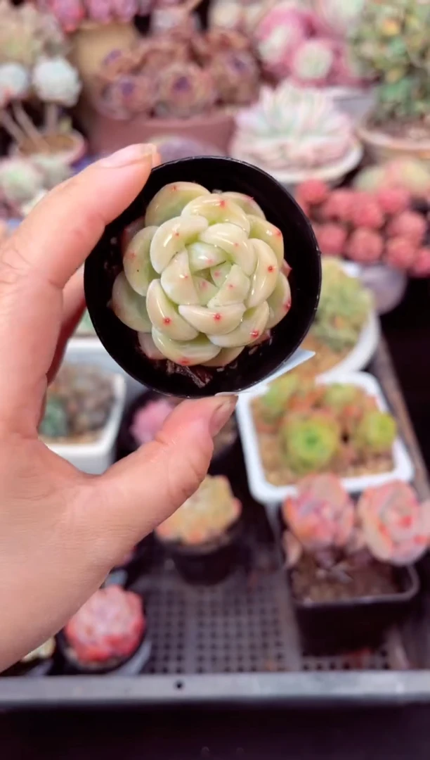 【闪购商品】5573单头多肉