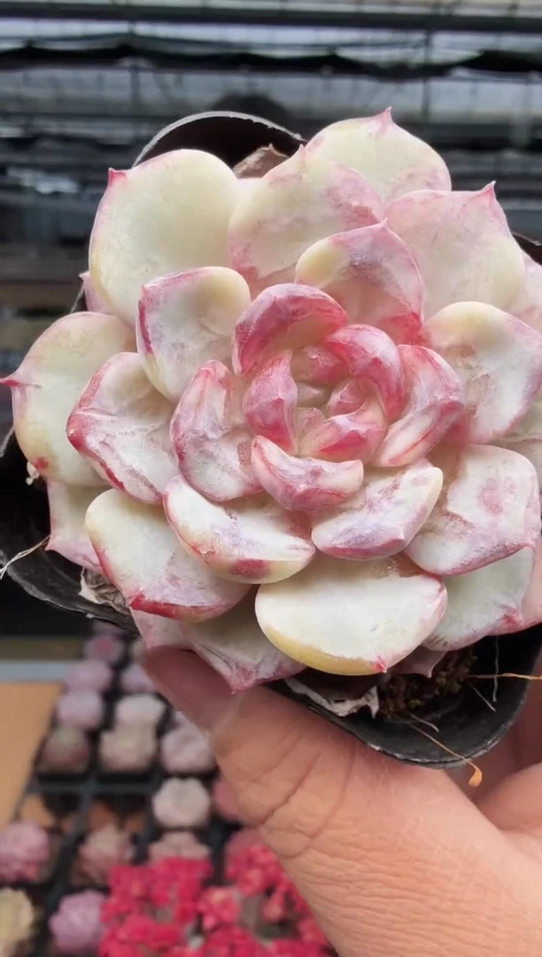 东云多肉园新款-449