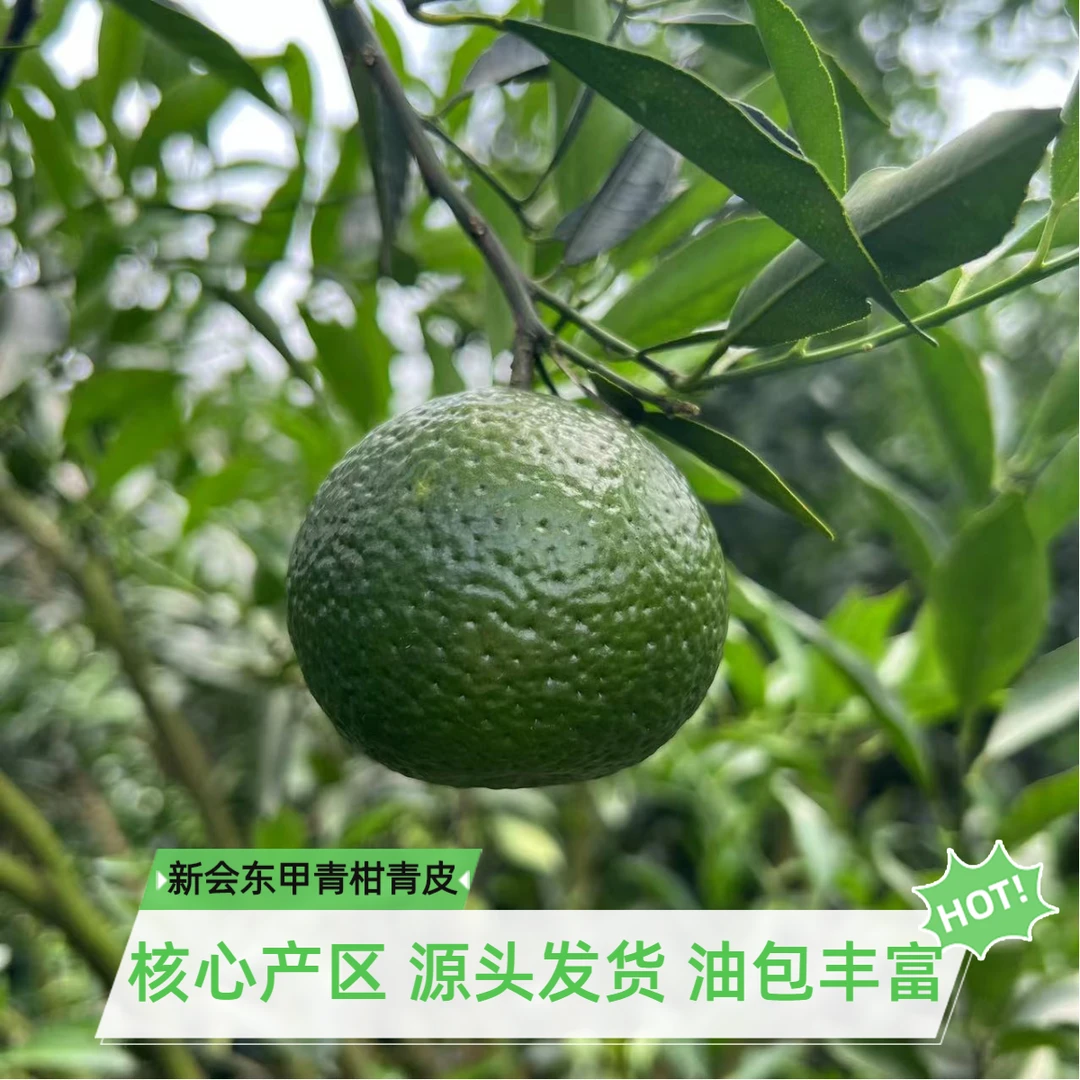 （大青鲜果）新会东甲青皮青柑新会陈皮新青皮鲜果源头直发煮水泡茶
