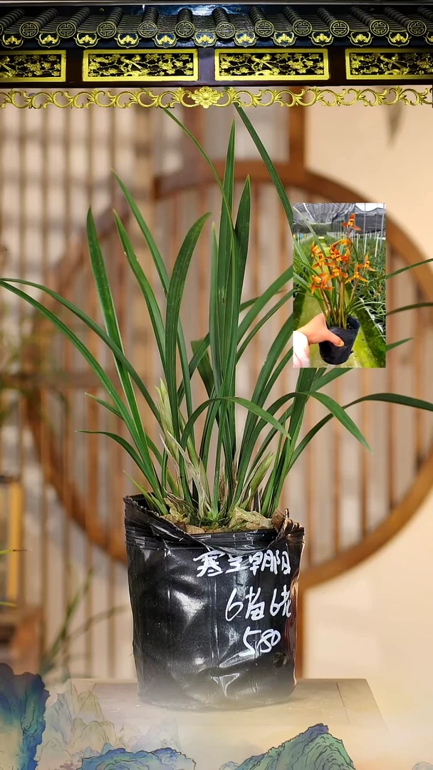 全部花苞寒兰朝阳6苗6花