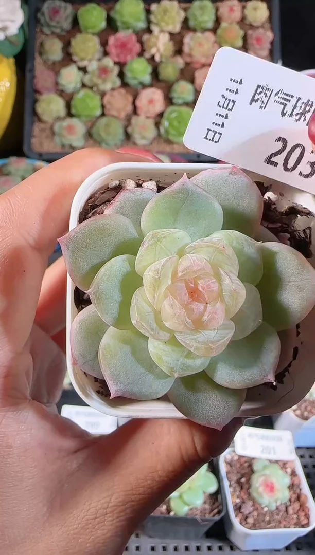 1111-203若梦群生不包整