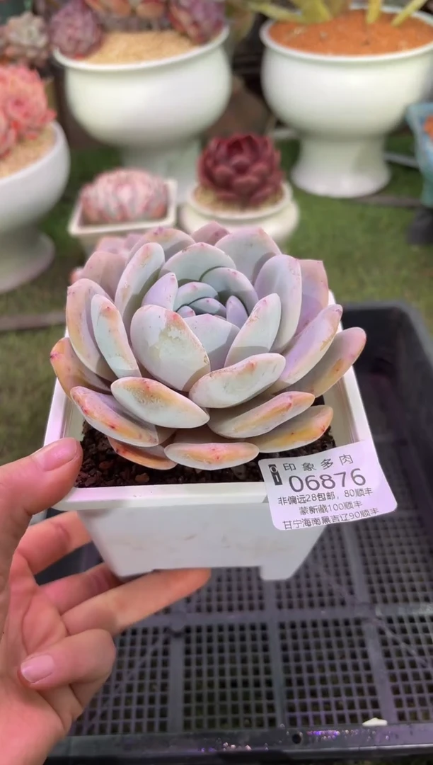 【闪购商品】06876