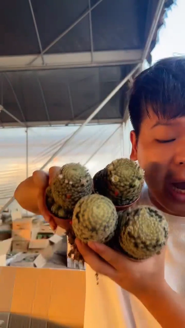 4颗 实生根 单头 明星