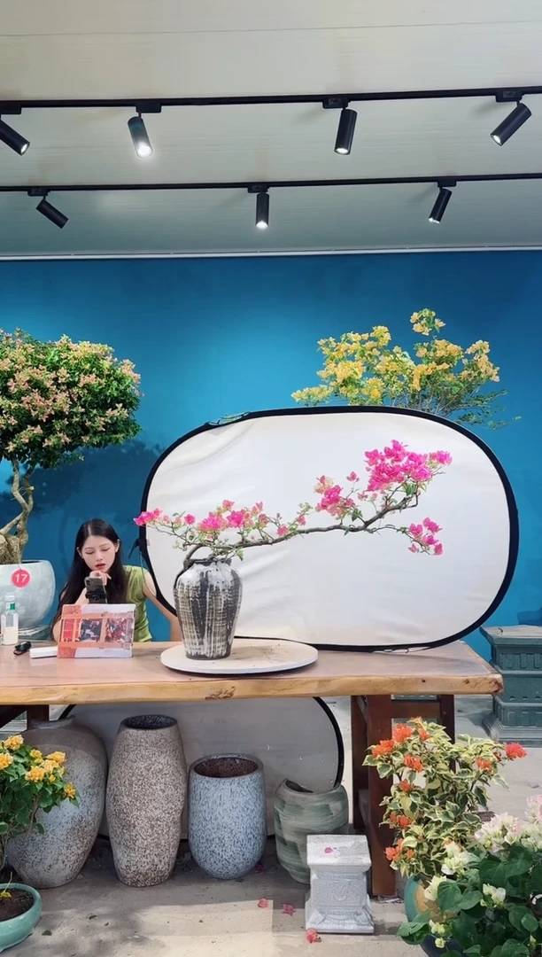 全部花朵金心双色三角梅
