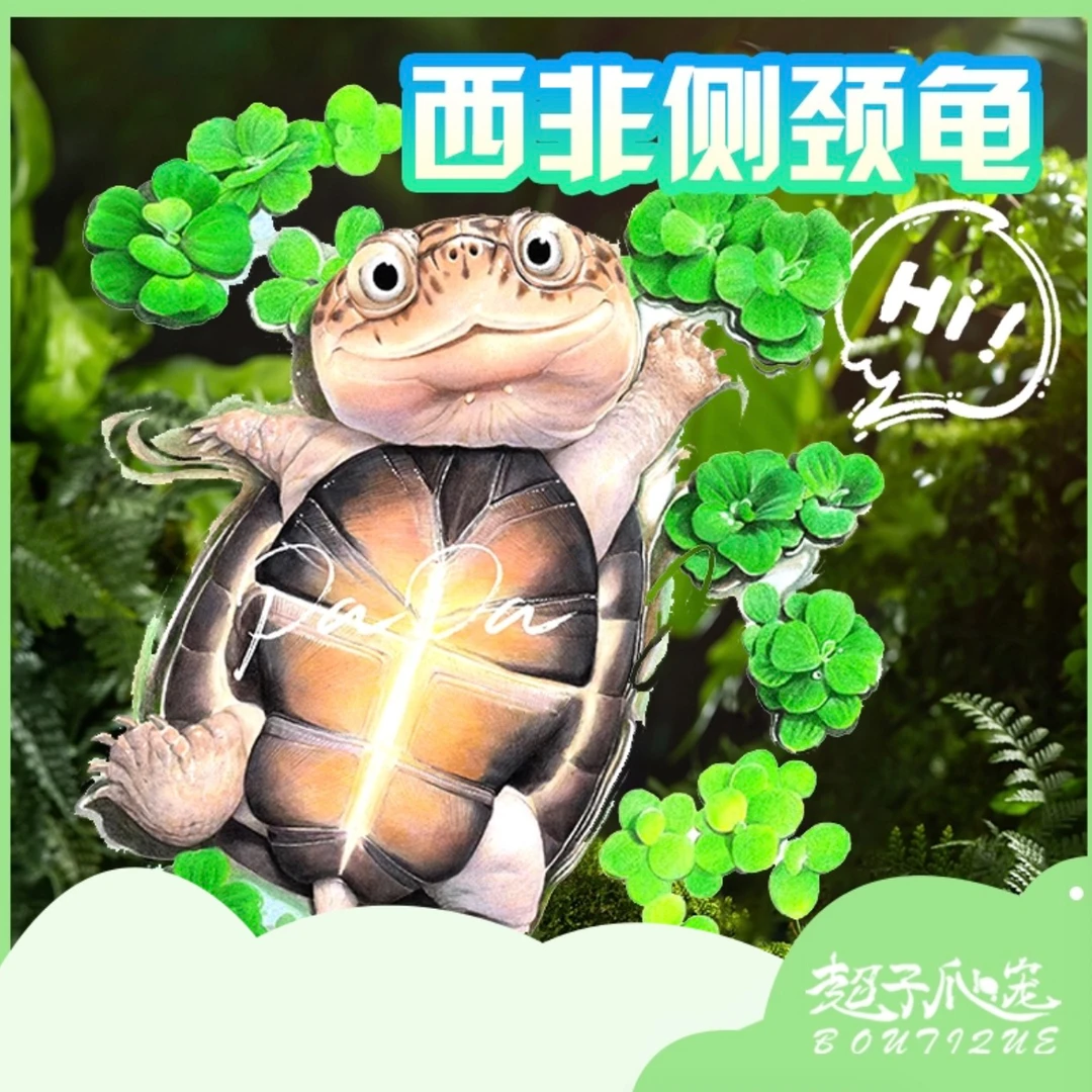 西非侧颈龟活体宠物仰泳龟