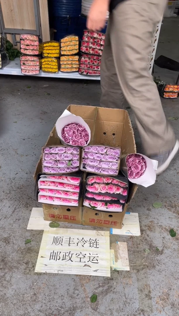 洛神20枝+海洋之歌20枝+紫精灵20枝