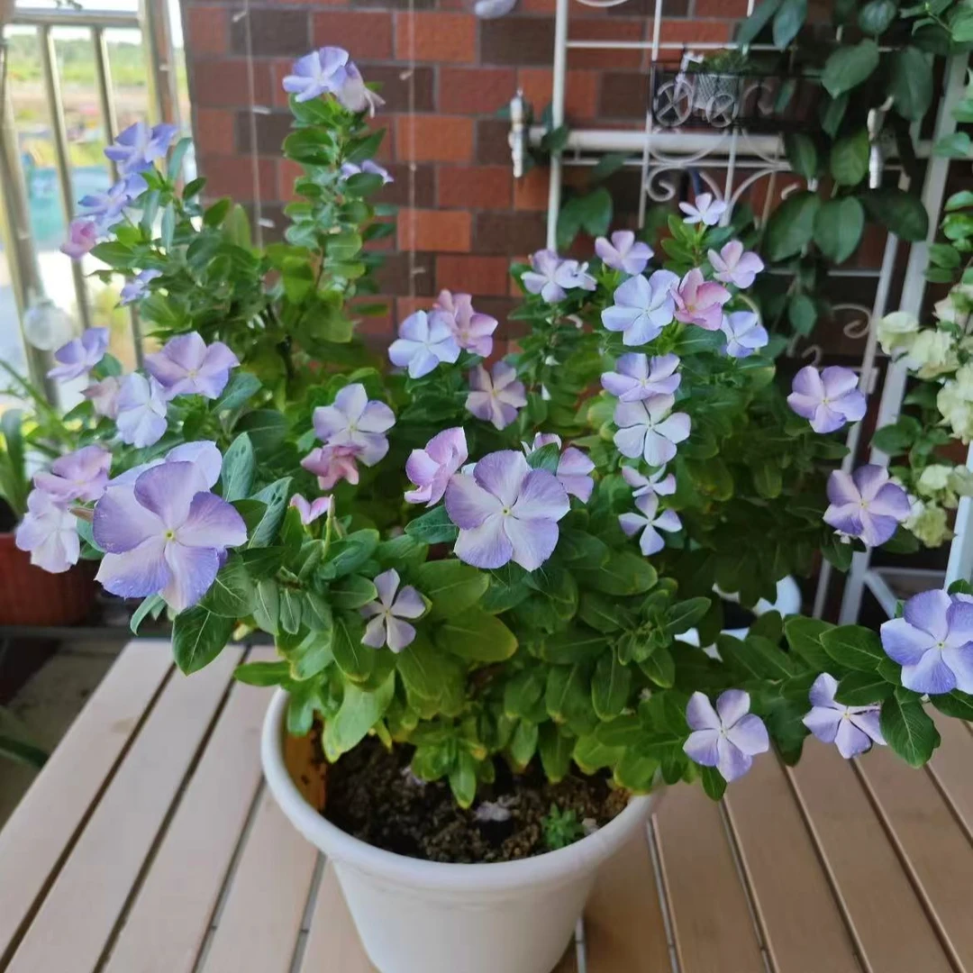 马来西亚爽夏天天开长春花盆栽四季观花五叶梅花苗阳台庭院好养活