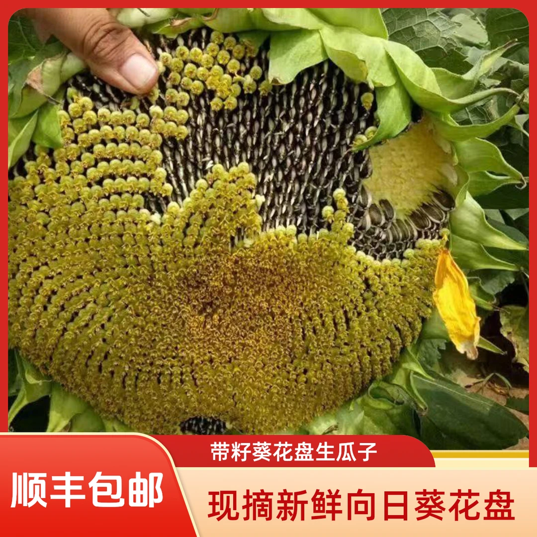 现摘新鲜向日葵葵花盘生瓜子原味湿葵花籽孕妇零食追剧零食西红柿
